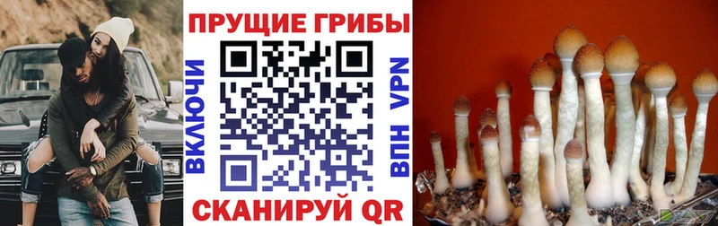 Галлюциногенные грибы GOLDEN TEACHER  Жуков 